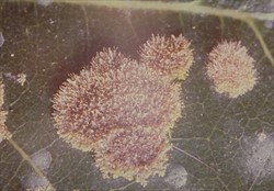 Photo 2. Close-up of algal leaf spots, Cephaleuros virescens, showing the stalks which have spores at their tips. The spores are spread in wind and rain.