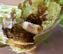 Photo 4. Larva, Hypolixus species, inside Amaranthus stem.
