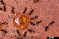Photo 1. Argentine ants, Linepithema humile, feeding on a fipronil gel bait.