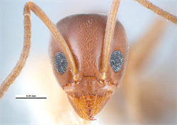 Photo 3. Argentine ant, Linepithema humile, head from the front.