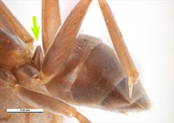 Photo 5. Argentine ant, Linepithema humile, showing the arrangement of the hind end. The structure in front of the bulbous 'gaster' is called the 'petiole' (arrowed). It is characteristic for this ant species
