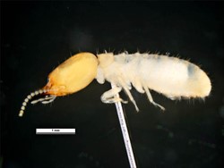 Photo 1. Side view of soldier, Asian sub-terranean termite, Coptotermes gestroi.