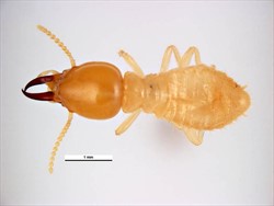 Photo 2. Top view of soldier, Asian sub-terranean termite, Coptotermes gestroi.