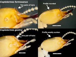 Photo 3. Comparison of features of the Asian subterranean termite, Coptotermes gestroi, and the Formosan subterranean termite, Coptotermes formosanus.