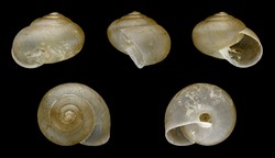 Photo 2. Shells of the tramp snail, Bradybaena similis, showing outward curling of the lip at the mouth of the shell; this lip is white (on some shells).