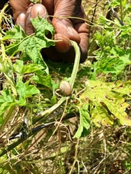Photo 4. Asian tramp snail, Bradybaena similis, and leaf damage on bitter gourd.