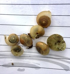 Photo 1. Collection of Asian tramp snails, Bradybaena similis, showing the variation of shell colour.