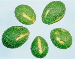 Photo 2. Symptoms of avocado sunblotch disease on variety Hass.