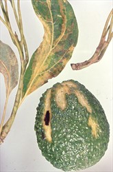 Photo 1. Fruit and leaf symptoms of avocado sunblotch viroid disease. The fruit has distinctive sunken streaks.