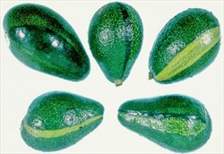 Photo 3. These streaks are NOT caused by avocado sunblotch disease; they are genetic abnormalities.