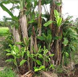 Photo 2. Banana of different ages showing symptoms of Banana bunchy top virus disease. Notice the stunted plants and the yellow leaves, which are pale yellow at the margins.