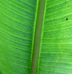 Photo 4. Underside of a banana leaf showing the dark and light - dots and dashes - along the veins. Also, the veins near the midrib bend down, "hooking" into it. These are characteristics symptoms of Banana bunchy top virus.