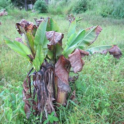 Photo 3. Banana plant with Banana bunchy top virus. Notice the leaves are upright, stunted and tend to cluster in the "throat" of the plant; leaves like these are said to be "choked" and typical of the disease.