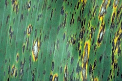 Photo 1. Reddish-brown and black streaks of black Sigatoka, Mycosphaerella fijiensis, on the upper surface of a leaf, with some developing white or tan centres where the spores are produced. Note that the spots have bright yellow haloes, or margins.
