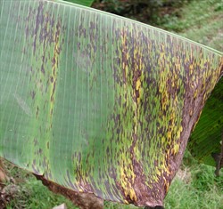 Photo 3. Typical decay of a leaf infected with black Sigatoka, Mycosphaerella fijiensis, showing the brown streaks, some with white centres, and the edges of the leaf decaying before other parts where the streaks have joined together.