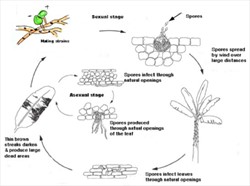 Diagram. Life cycle of black Sigatoka, Mycosphaerella fijiensis. Note that there are two types of spores, but it is the sexual stage that produces the ascopsores that are considered the most important in disease development. The spores are discharged from the top surface of the leaves and spread by wind.