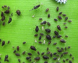 Photo 4. Colony of the banana aphid, Pentalonia nigronervosa. Note the dark colour of the adults and the nymphs. The dark veins of the winged adults can just be seen on the insect at the top left corner.