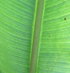 Photo 3. Underside of a banana leaf showing veins that have dark and light areas (dots and dashes) along them. The veins near the midrib bend down,"hooking" into it.