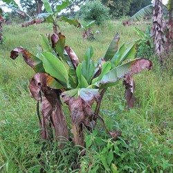 Photo 2. Symptoms of Banana bunchy top virus. Notice the leaves are upright, stunted and tend to cluster in the throat of the plant; leaves like this are said to be "choked", and give the bunchy top symptom.