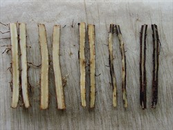 Photo 1. Progressive development of root rot symptoms (from left to right) by the burrowing nematode, Radopholus similis, in banana roots.