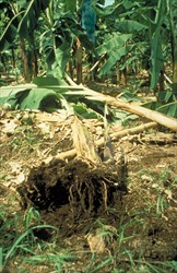 Photo 1. "Toppling" is a common symptom on banana when roots are attacked by Radopholus. Note this banana has fallen over before the fruits have matured; a sign of nematode attack. A similar symptom occurs when bananas are infected by the nematode Pratylenchus coffeae.