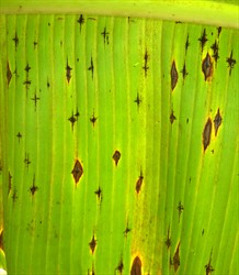 Photo 2. Association of diamond leaf spot, Cordana musae, with leaf spots of banana black cross, Phyllachora musicola. The suggestion is that Cordana is a weak pathogen needing a wound to infect.
