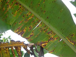 Photo 3. Diamond leaf spots, Cordana musae, centred on those of banana black cross, Phyllachora musicola.