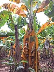 Photo 2. Fusarium wilt, Fusarium oxysporum f.sp. cubense, on a banana plant showing the skirt of collapsed leaves around the pseudostem.