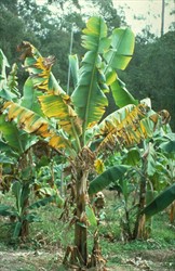 Photo 1. Fusarium wilt, Fusarium oxysporum f.sp. cubense, on a banana plant showing yellowing of the leaves, first at the margins.