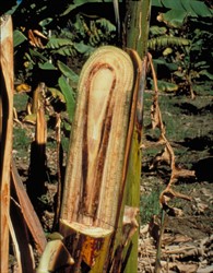 Photo 3. Cut section of a banana stem affected by Fusarium wilt, Fusarium oxysporum f.sp. cubense, showing symptoms of the water-conducting parts.