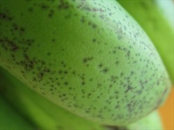 Photo 5. Fruit speckle on Cavendish fruit, Colletotrichum musae and Fusarium species.