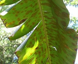 Photo 2. Tropical speckle, Ramichloridium species. The symptoms are best seen on the underside of the leaf as tan, circular blotches.