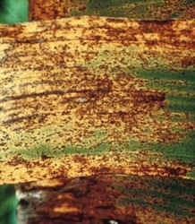 Photo 1. Ramichloridium biverticillatum symptoms on leaves of banana.