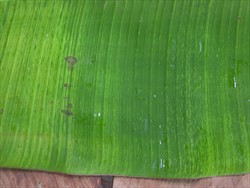 Photo 2. Light and dark green (mosaic) patterns on banana leaf infected with Cucumber mosaic virus. Note that some areas of yellow are continuous, whereas others show broken lines.