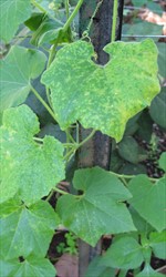 Photo 4. General yellowing throughout leaves of snake gourd, and distortions at the margins, in plants infected with Cucumber mosaic virus.