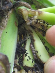 Photo 2. Caterpillar of the banana scab moth, Nacoleia octasema, between banana fingers. In this case, the caterpillar is dark brown.