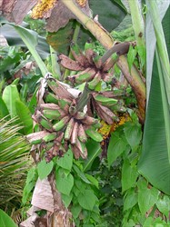 Photo 1. Scabby areas on the skin of banana fruits due to the feeding of the scab moth, Nacoleia octasema.
