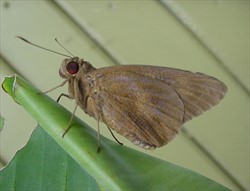 Photo 6. Adult banana skipper, Erionota thrax, with folded wings.