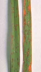 Photo 1. Numerous small eye spots with light centres and reddish margins, caused by Curvularia ischaemi on batiki blue grass leaves, Ischaemum indicum.