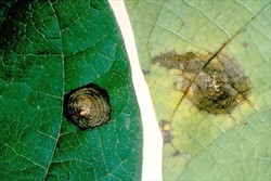 Photo 2. Ascochyta spots on bean leaves, Boeremia exigua. The spot on the left shows concentric rings and a dark margin.