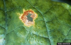 Photo 1. Leaf spot of Ascochyta spot, Boeremia exigua on tobacco.