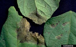 Photo 3. Leaf spots of Ascochyta spot, Boeremia exigua, on common bean. The leaf on the right shows spots with ring patterns.