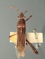 Photo 1. Adult bean bug, Melanacanthus margineguttatus, showing the large eyes, spines on the leg, and cream stripe down the sides.