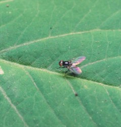 Photo 2. Adult bean fly, Ophiomyia phaseoli.