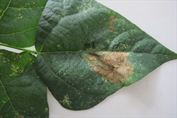 Photo 7. Top side of Photo 4 to show the brown lesion caused by the bean lace bug, Corythucha gossypii.