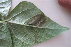 Photo 6. Dark brown patch on the underside of a bean leaf due to feeding of the bean lace bug, Corythucha gossypii.