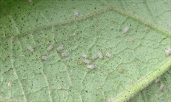 Photo 1. Brown faecal spots, adults and nymphs of the bean lace bug, Corythucha gossypii, on eggplant.