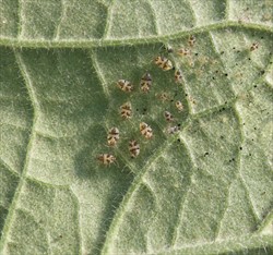 Photo 4. Nymphs of the bean lace bug, Corythucha gossypii, on eggplant.