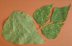 Photo 2. Bean rust, Uromyces appendiculatus, on the top surface (right) and underside (left) of Phaseolus bean leaves.