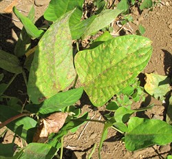 Photo 1. Bean rust, Uromyces appendiculatus, on Phaseolus bean leaves.